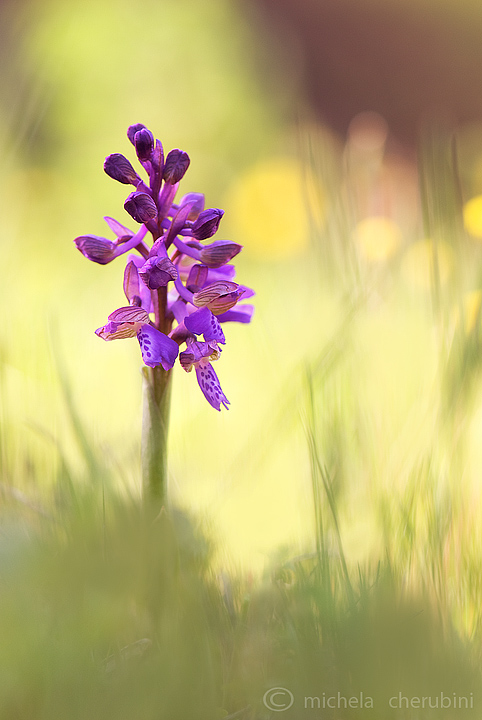 orchis morio